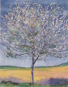 Blommande körsbärsträd